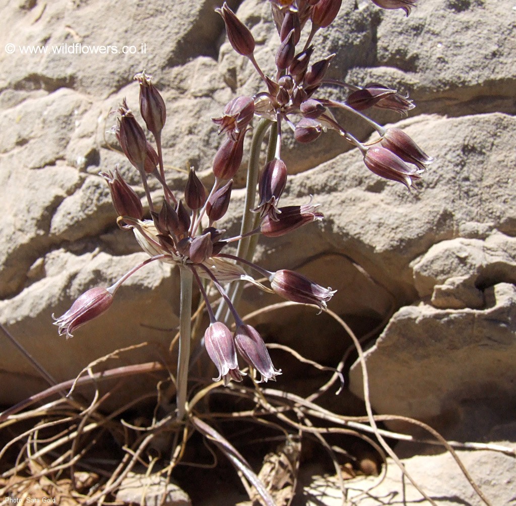 Allium feinbergii